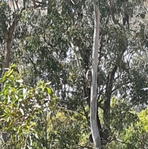 Phascolarctos cinereus (Koala) at Burpengary East, QLD by AlexJ
