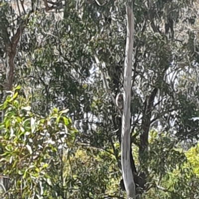 Phascolarctos cinereus (Koala) at Burpengary East, QLD - 21 Sep 2023 by AlexJ