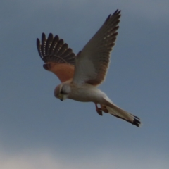 Falco cenchroides (Nankeen Kestrel) at Braidwood, NSW - 21 Sep 2023 by MatthewFrawley