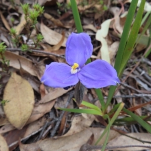 Patersonia sericea at Bombay, NSW - 21 Sep 2023 02:39 PM