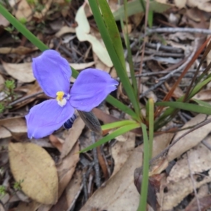 Patersonia sericea at Bombay, NSW - 21 Sep 2023 02:39 PM