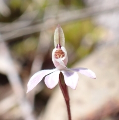 Caladenia fuscata (Dusky Fingers) at Wanniassa Hill - 15 Sep 2023 by AnneG1