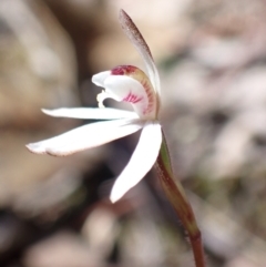 Caladenia fuscata at Tuggeranong, ACT - 15 Sep 2023