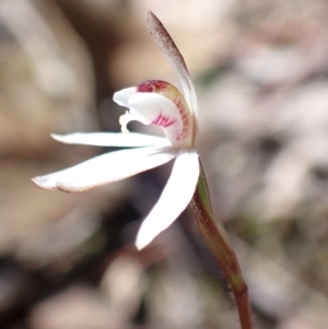 Caladenia fuscata at Tuggeranong, ACT - suppressed