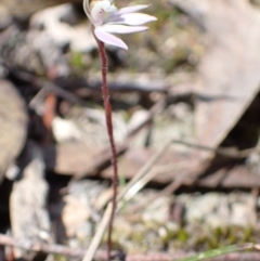 Caladenia fuscata at Tuggeranong, ACT - suppressed