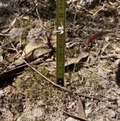 Caladenia fuscata at Tuggeranong, ACT - suppressed