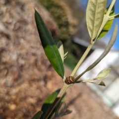 Paropsis pictipennis (Tea-tree button beetle) at Evatt, ACT - 21 Sep 2023 by Coral14