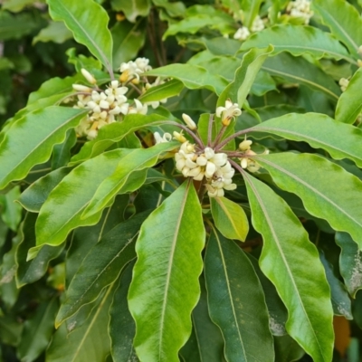 Pittosporum undulatum (Sweet Pittosporum) at Isaacs Ridge and Nearby - 21 Sep 2023 by Mike