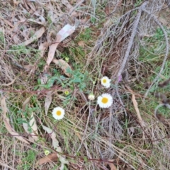 Erigeron karvinskianus (Seaside Daisy) at Isaacs, ACT - 21 Sep 2023 by Mike