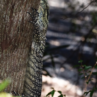 Unidentified Monitor or Gecko at Sheldon, QLD - 20 Sep 2023 by PJH123