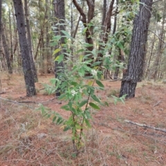 Olearia lirata (Snowy Daisybush) at Isaacs, ACT - 21 Sep 2023 by Mike