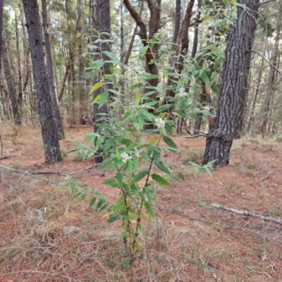 Olearia lirata (Snowy Daisybush) at Isaacs Ridge and Nearby - 21 Sep 2023 by Mike