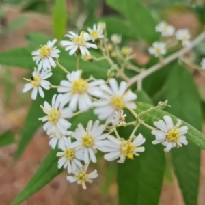 Olearia lirata at Isaacs, ACT - 21 Sep 2023 05:02 PM