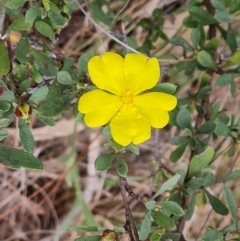 Hibbertia obtusifolia (Grey Guinea-flower) at Isaacs, ACT - 21 Sep 2023 by Mike
