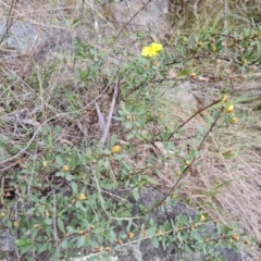 Hibbertia obtusifolia at Isaacs, ACT - 21 Sep 2023