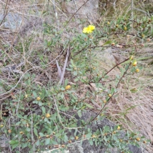 Hibbertia obtusifolia at Isaacs, ACT - 21 Sep 2023