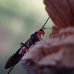 Braconidae sp. (family) (Unidentified braconid wasp) at Murrumbateman, NSW - 20 Sep 2023 by SimoneC