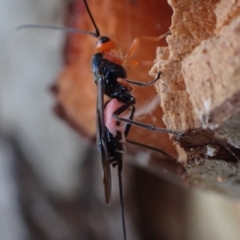 Braconidae sp. (family) at Murrumbateman, NSW - 20 Sep 2023