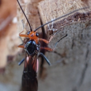 Braconidae (family) at Murrumbateman, NSW - 20 Sep 2023 04:55 PM