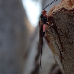 Braconidae sp. (family) at Murrumbateman, NSW - 20 Sep 2023