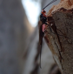 Braconidae (family) at Murrumbateman, NSW - 20 Sep 2023 04:55 PM