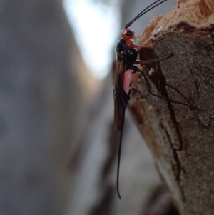 Braconidae (family) at Murrumbateman, NSW - 20 Sep 2023 04:55 PM