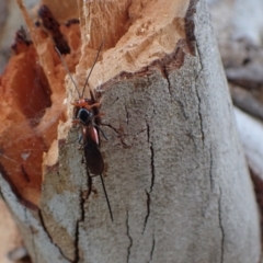Braconidae (family) at Murrumbateman, NSW - 20 Sep 2023