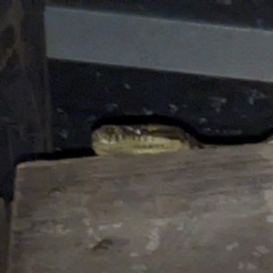 Morelia spilota mcdowelli at Carpendale, QLD - 21 Sep 2023 05:40 PM