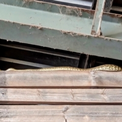 Morelia spilota mcdowelli at Carpendale, QLD - 21 Sep 2023 05:40 PM