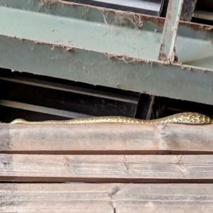 Morelia spilota mcdowelli at Carpendale, QLD - 21 Sep 2023 05:40 PM