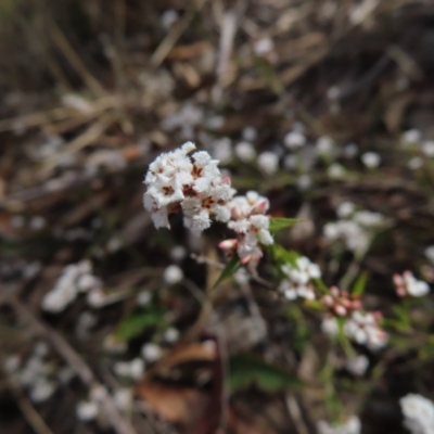 Leucopogon virgatus (Common Beard-heath) at Bombay, NSW - 21 Sep 2023 by MatthewFrawley