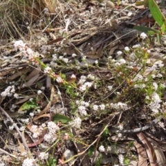 Leucopogon virgatus at Bombay, NSW - 21 Sep 2023