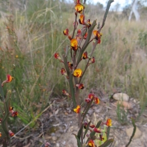 Bossiaea bombayensis at Bombay, NSW - 21 Sep 2023 02:44 PM