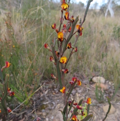 Bossiaea bombayensis (Bombay Bossiaea) at Bombay, NSW - 21 Sep 2023 by MatthewFrawley