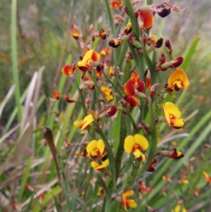 Bossiaea bombayensis at Bombay, NSW - 21 Sep 2023 02:44 PM