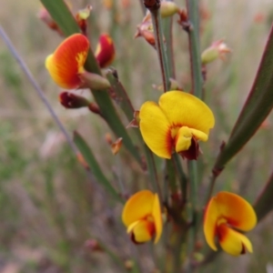 Bossiaea bombayensis at Bombay, NSW - 21 Sep 2023 02:44 PM