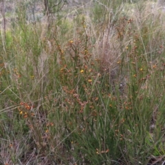 Bossiaea bombayensis at Bombay, NSW - 21 Sep 2023 02:44 PM