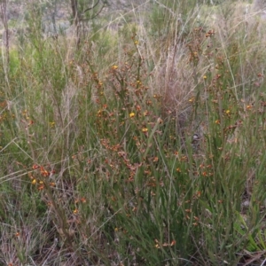 Bossiaea bombayensis at Bombay, NSW - 21 Sep 2023 02:44 PM