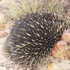 Tachyglossus aculeatus (Short-beaked Echidna) at Bombay, NSW - 21 Sep 2023 by MatthewFrawley