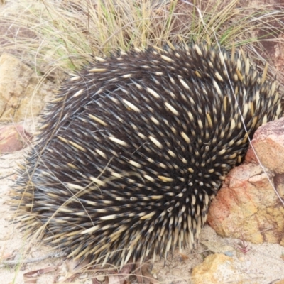 Tachyglossus aculeatus (Short-beaked Echidna) at Bombay, NSW - 21 Sep 2023 by MatthewFrawley