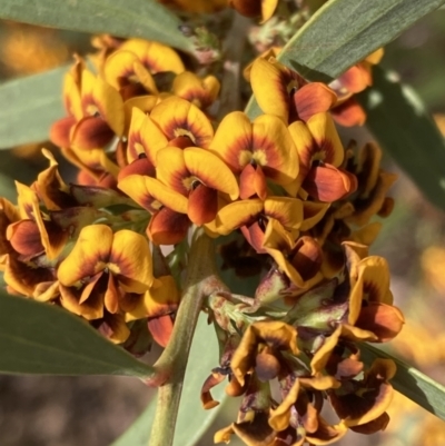 Daviesia mimosoides subsp. mimosoides at Tuggeranong, ACT - 21 Sep 2023 by AnneG1