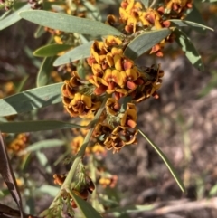 Daviesia mimosoides subsp. mimosoides at Tuggeranong, ACT - 21 Sep 2023 03:21 PM