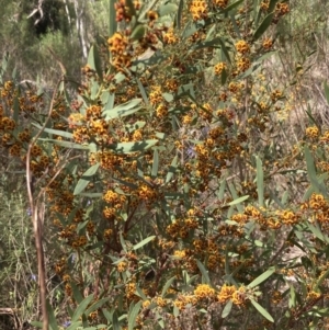 Daviesia mimosoides subsp. mimosoides at Tuggeranong, ACT - 21 Sep 2023 03:21 PM