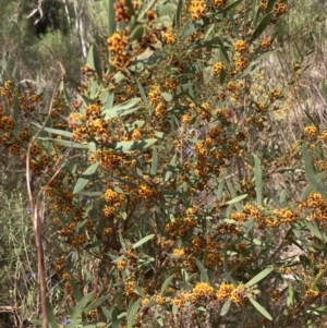 Daviesia mimosoides subsp. mimosoides at Tuggeranong, ACT - 21 Sep 2023
