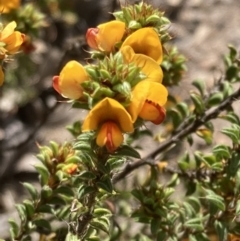 Pultenaea procumbens (Bush Pea) at Tuggeranong, ACT - 21 Sep 2023 by AnneG1