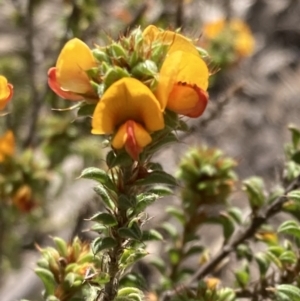 Pultenaea procumbens at Tuggeranong, ACT - 21 Sep 2023