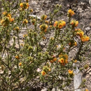 Pultenaea procumbens at Tuggeranong, ACT - 21 Sep 2023