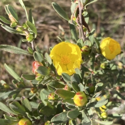 Hibbertia obtusifolia (Grey Guinea-flower) at Fadden, ACT - 21 Sep 2023 by AnneG1