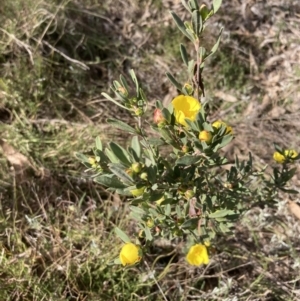 Hibbertia obtusifolia at Fadden, ACT - 21 Sep 2023