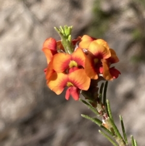 Dillwynia sericea at Tuggeranong, ACT - 21 Sep 2023 03:10 PM